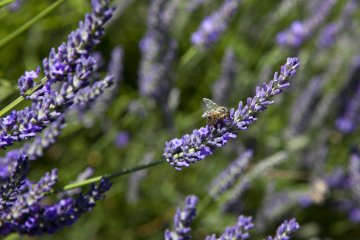 Снимка: Dreamstime