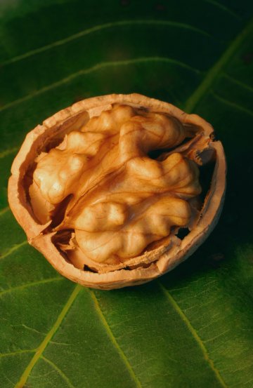 Снимка: Dreamstime