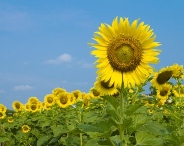 Източник: IStockphoto