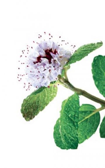 Снимка: Klorane