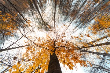 Снимка: Istock