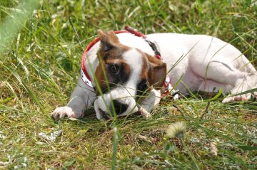 Снимка: Tialoto.bg