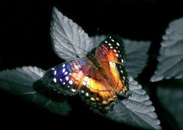 Снимка: dreamstime.com