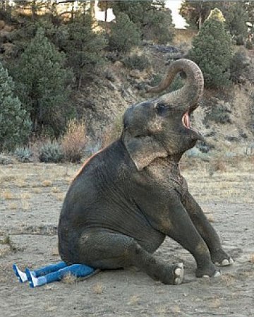 Снимка: Diesel