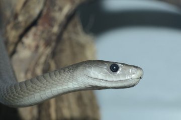 Снимка: Dreamstime