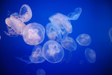 Снимка: Dreamstime