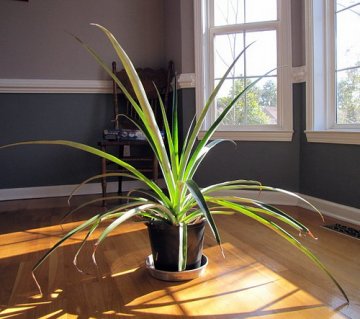 Снимка: tickledred.com