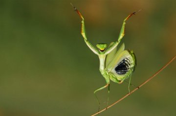 Снимка: http://www.amritray.com