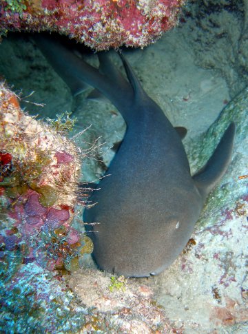 Снимка: Dreamstime