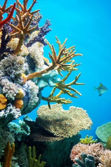 Снимка: Dreamstime