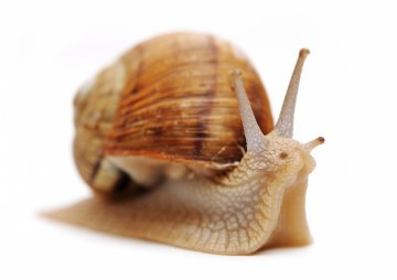 Снимка: Dreamstime