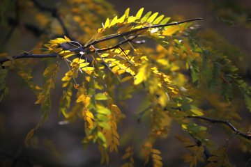 Снимка: Олег Попов, Tialoto.bg