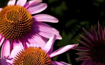 Снимка: Revita