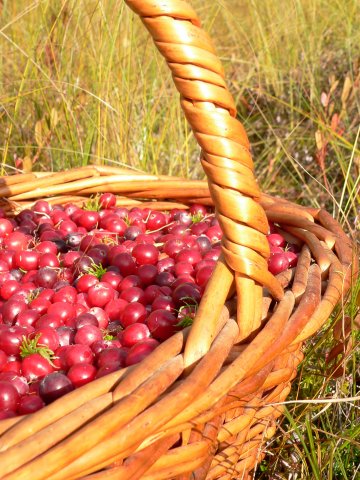 Снимка: Dreamstime