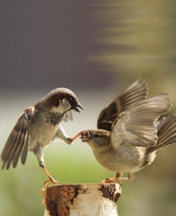 Снимка: Demotivator