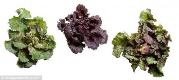 Снимка: rockgardenherbs.com