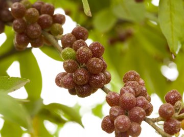 Снимка: Dreamstime