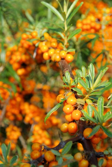 Снимка: Dreamstime