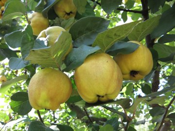 Източник: IStockphoto