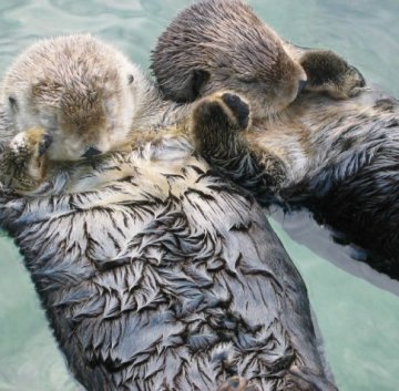 Снимка: Wikipedia