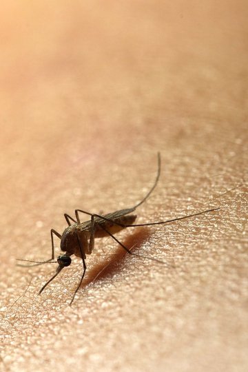 Снимка: Dreamstime