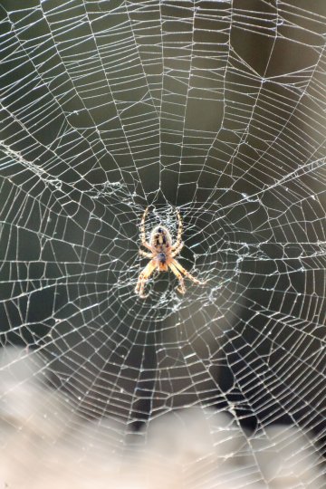 Източник: IStockphoto