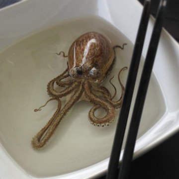 Снимка: thisiscolossal.com