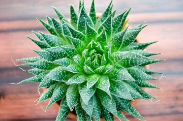 Източник: IStockphoto