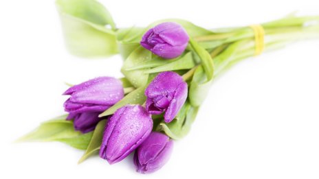 Приказната история на лалето – пролет, свежест, красота