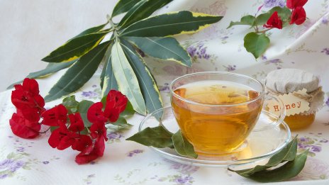 Здраве и красота – 5 причини да пием чай от дафинов лист