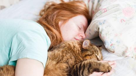 В едно легло с котката – полезно ли е? 