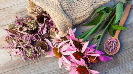 10 естествени антибиотика от природата 