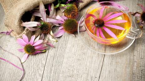 Ехинацея – билката срещу инфекции