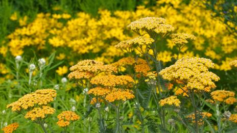 Жълт равнец – билката, която помага при бъбречни проблеми