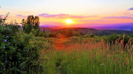 На Еньовден: 4 лечебни билки, които да наберете