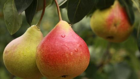 Компот от круши – как да го приготвим?