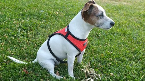 Полезни съвети за грижа за кучетата през есента