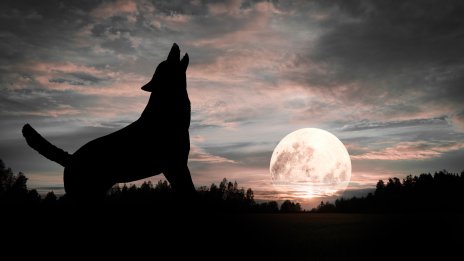 Вълча луна през януари – какво да очаквате? 