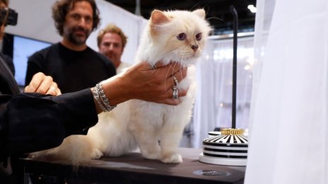 От Сен Тропе до Louis Vuitton – как котката на Карл Лагерфелд харчи милионното му наследство