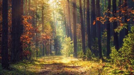 Според зодията: Кое дърво си? (2 част)