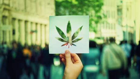 CBD експанзия по света и у нас – какво трябва да знаем за канабидиола