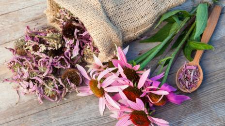 4 билки, които ще подсилят имунната ви система