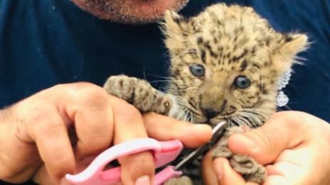 Спасителят на животните