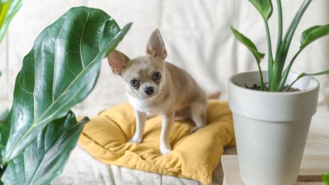 Според зодията: Кое стайно растение ви подхожда? (2 част)