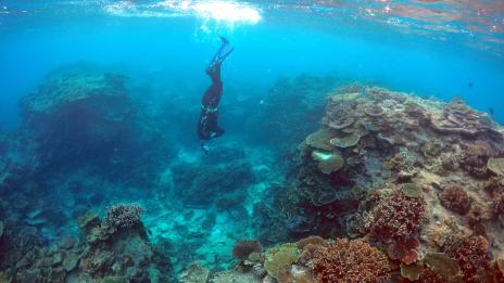 Големият бариерен риф официално е под заплаха