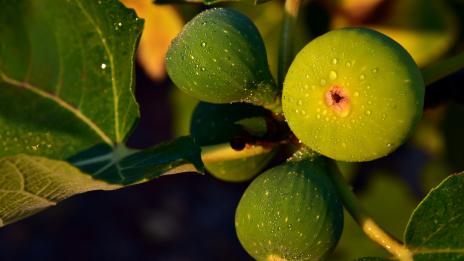 Чай от смокинови листа