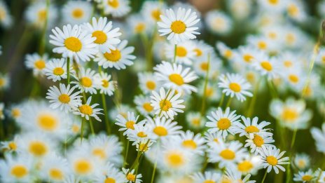 Природните богатства, които ви правят красиви