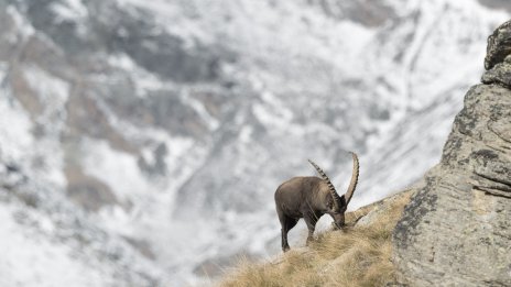 12 тайни на личността на Козирога