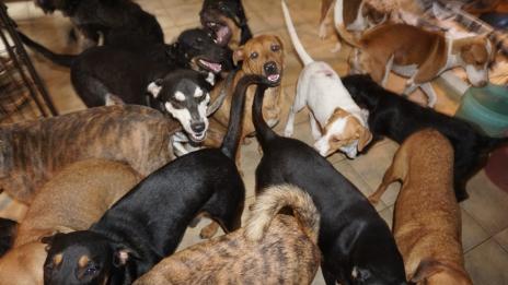 Жена прибра 97 кучета заради урагана Дориан