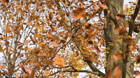 Есенна умора